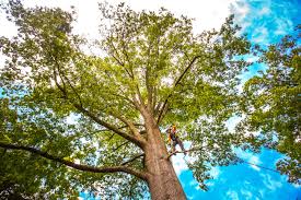 Professional  Tree Services in Okemos, MI