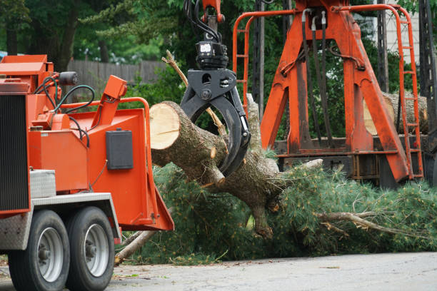 Best Emergency Tree Removal  in Okemos, MI